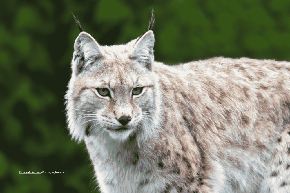 Ein Luchs, der auf einem Ast steht.