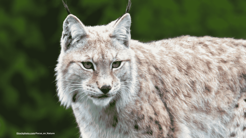 Luchs, Wolf, Auerhuhn: Tierbeobachtung im Bayerischen Wald