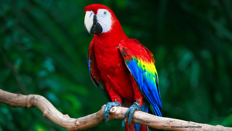 Wie alt werden Vögel?