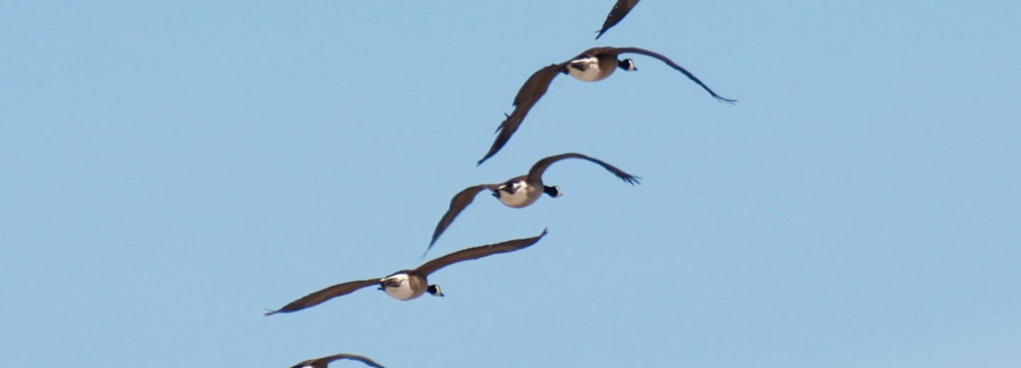 Fünf Wildgänse im Flug. 
