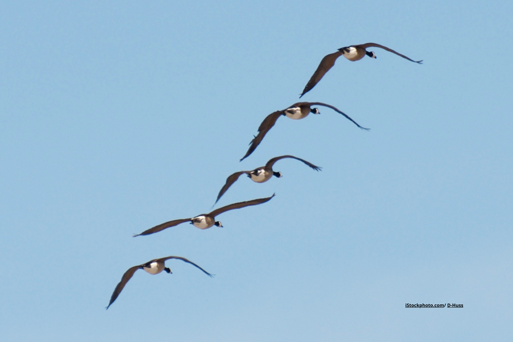 Fünf Wildgänse im Flug. 
