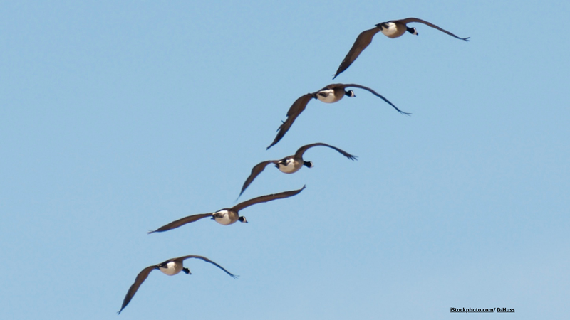Die 6 besten Orte zur Zugvogelbeobachtung in Deutschland