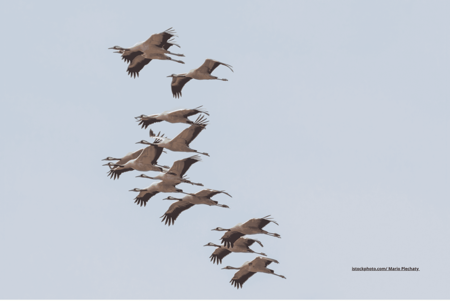 Ein Schwarm Kraniche im Flug