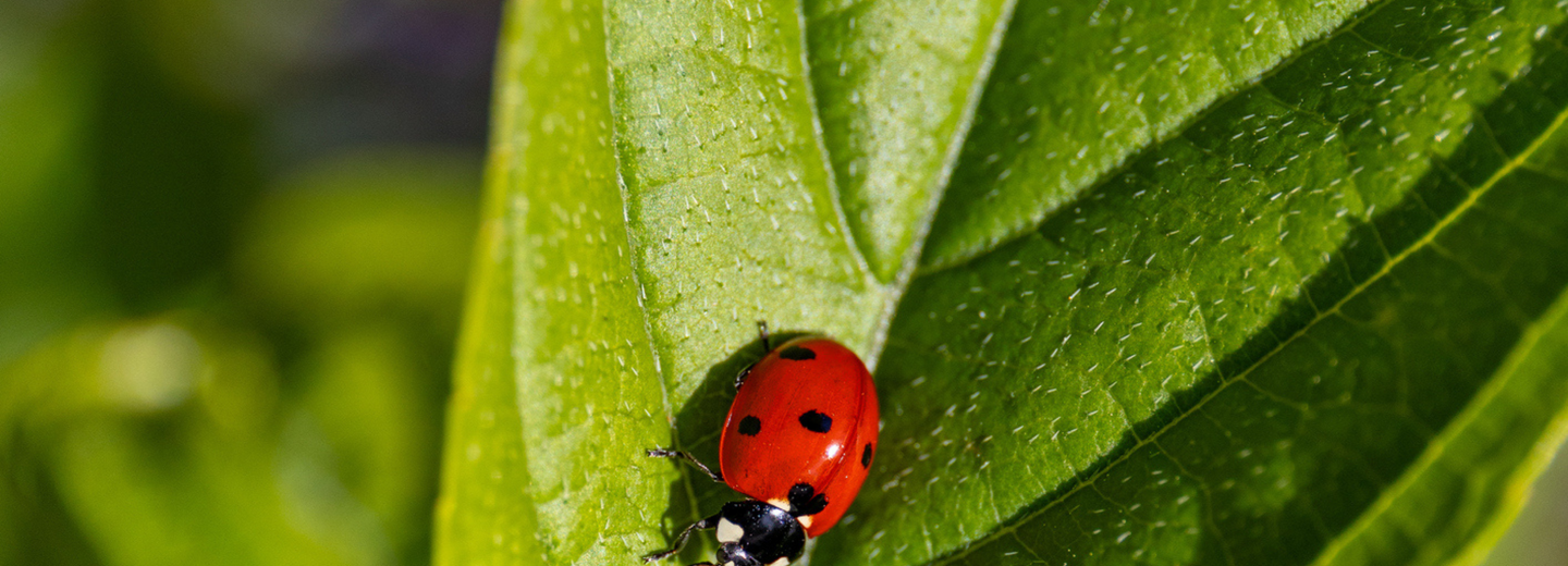 Ein Marienkäfer, der auf einem grünen Blatt sitzt.