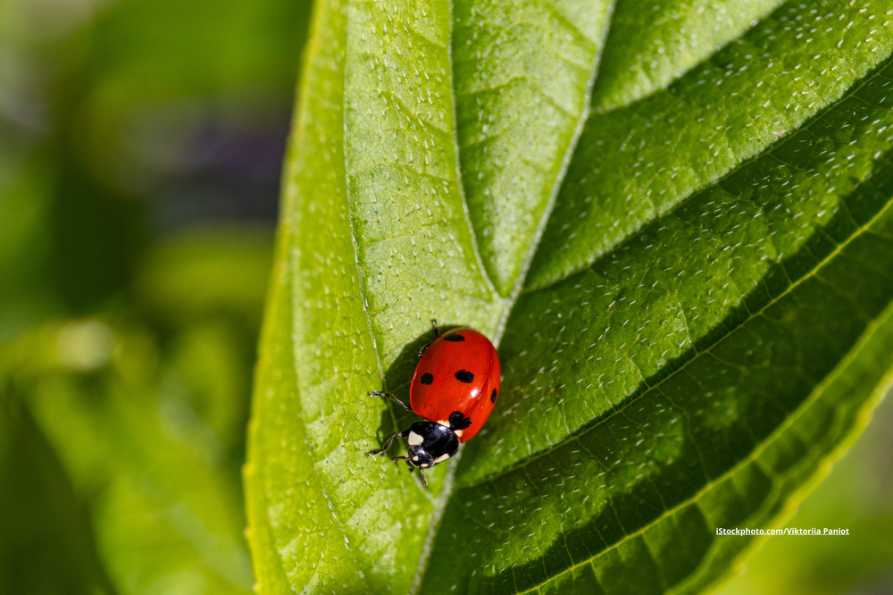 Ein Marienkäfer, der auf einem grünen Blatt sitzt.