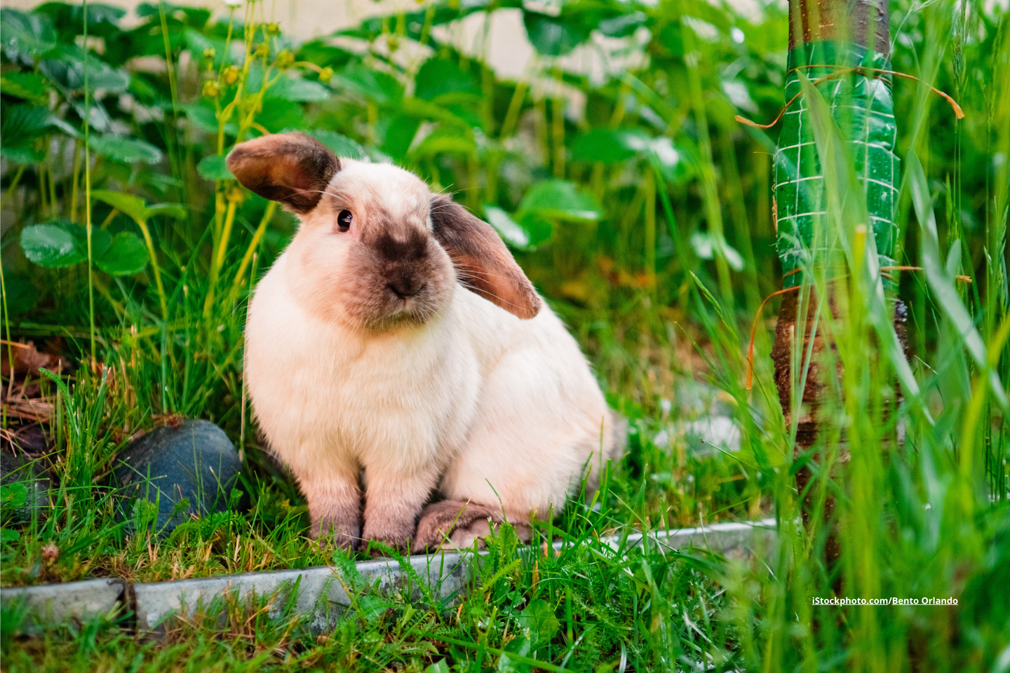 Ein Kaninchen, das auf einer grünen Wiese sitzt.
