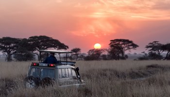 Safari bei Sonnenuntergang.