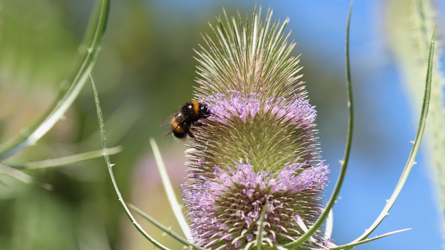 Das Foto zeigt eine Hummel an einer Wilden Karde.