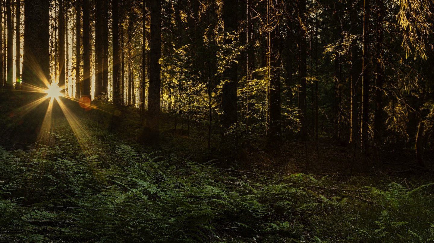 Das Foto zeigt einen Wald in der Abenddämmerung.