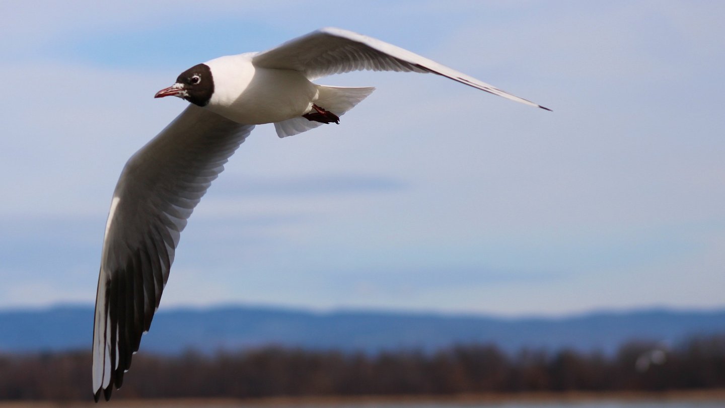 Das Bild zeigt eine fliegende Lachmöwe.