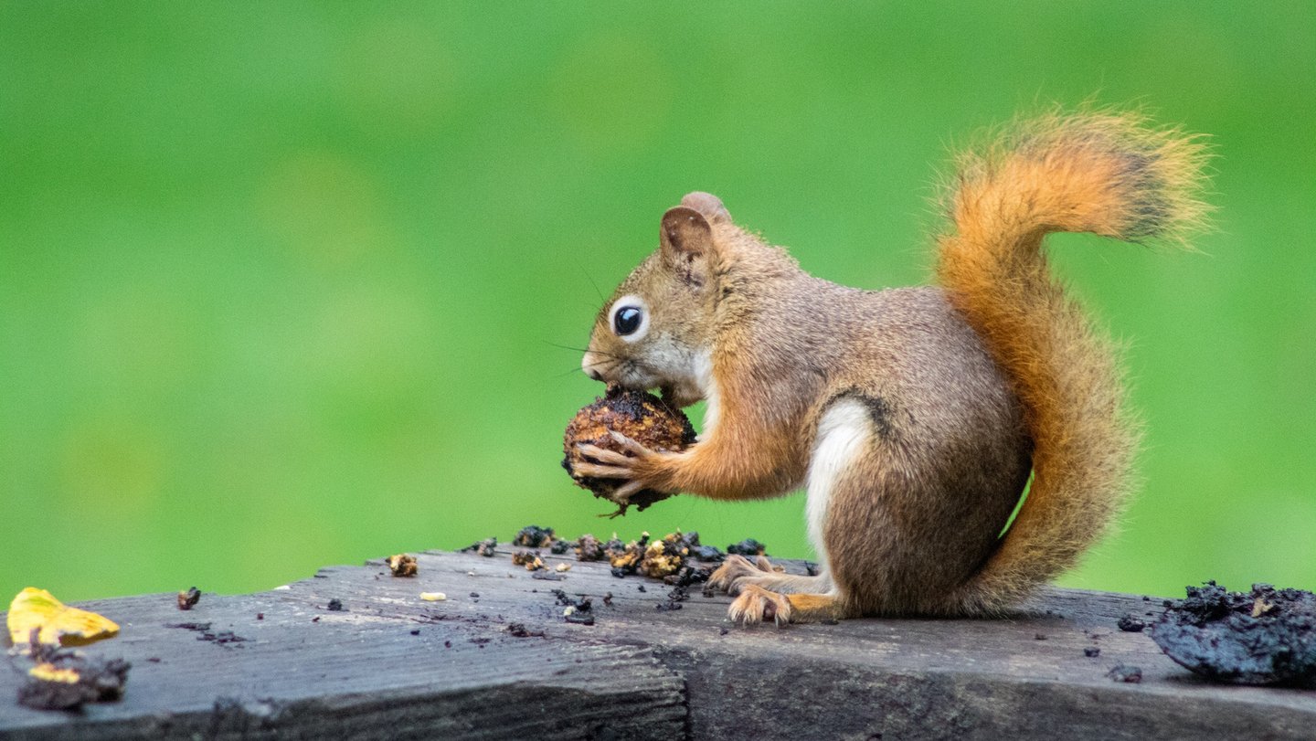 Das Bild zeigt ein Eichhörnchen beim Verzehr einer Nuss.