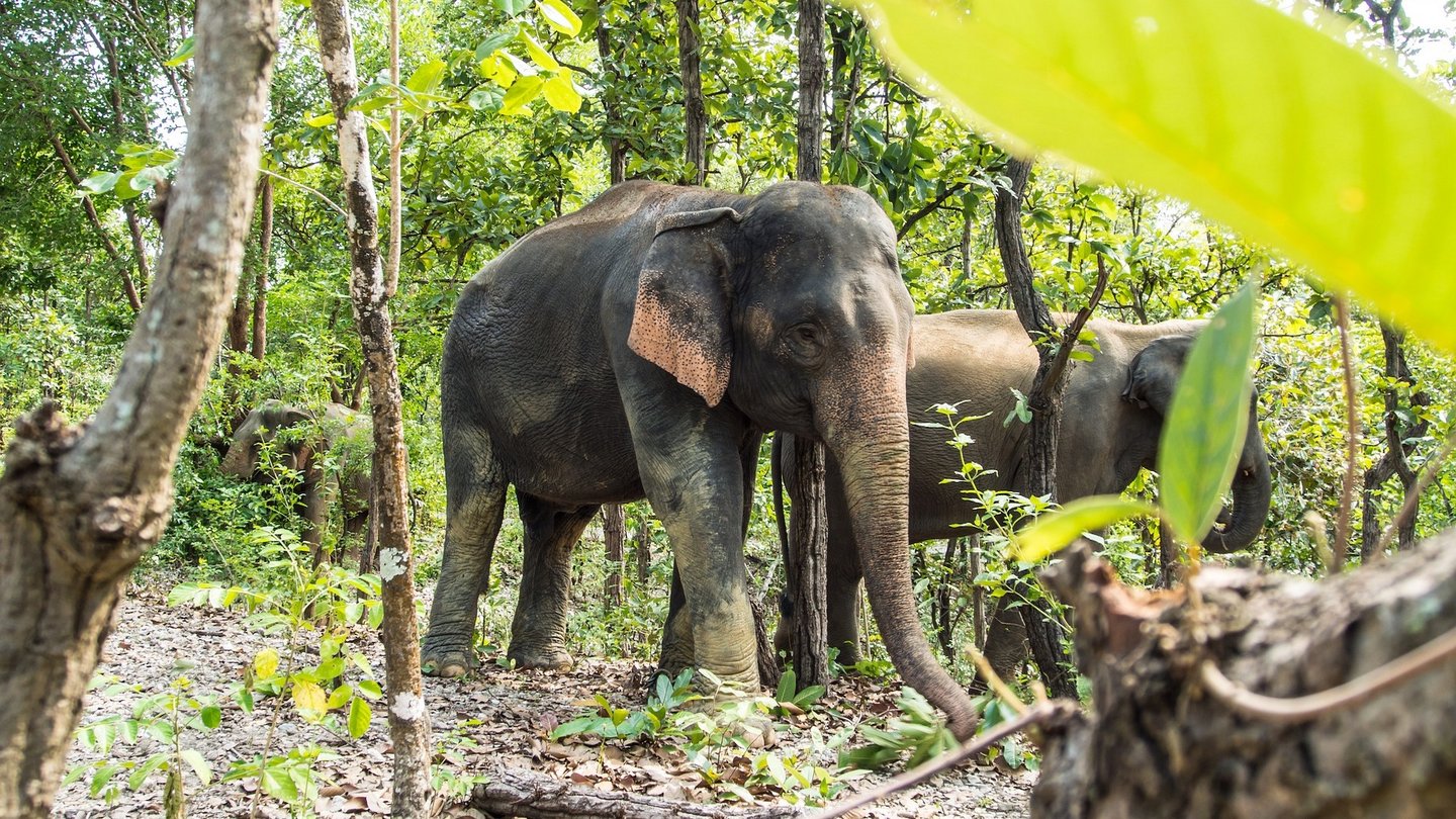 zwei Asiatische Elefanten im Wald