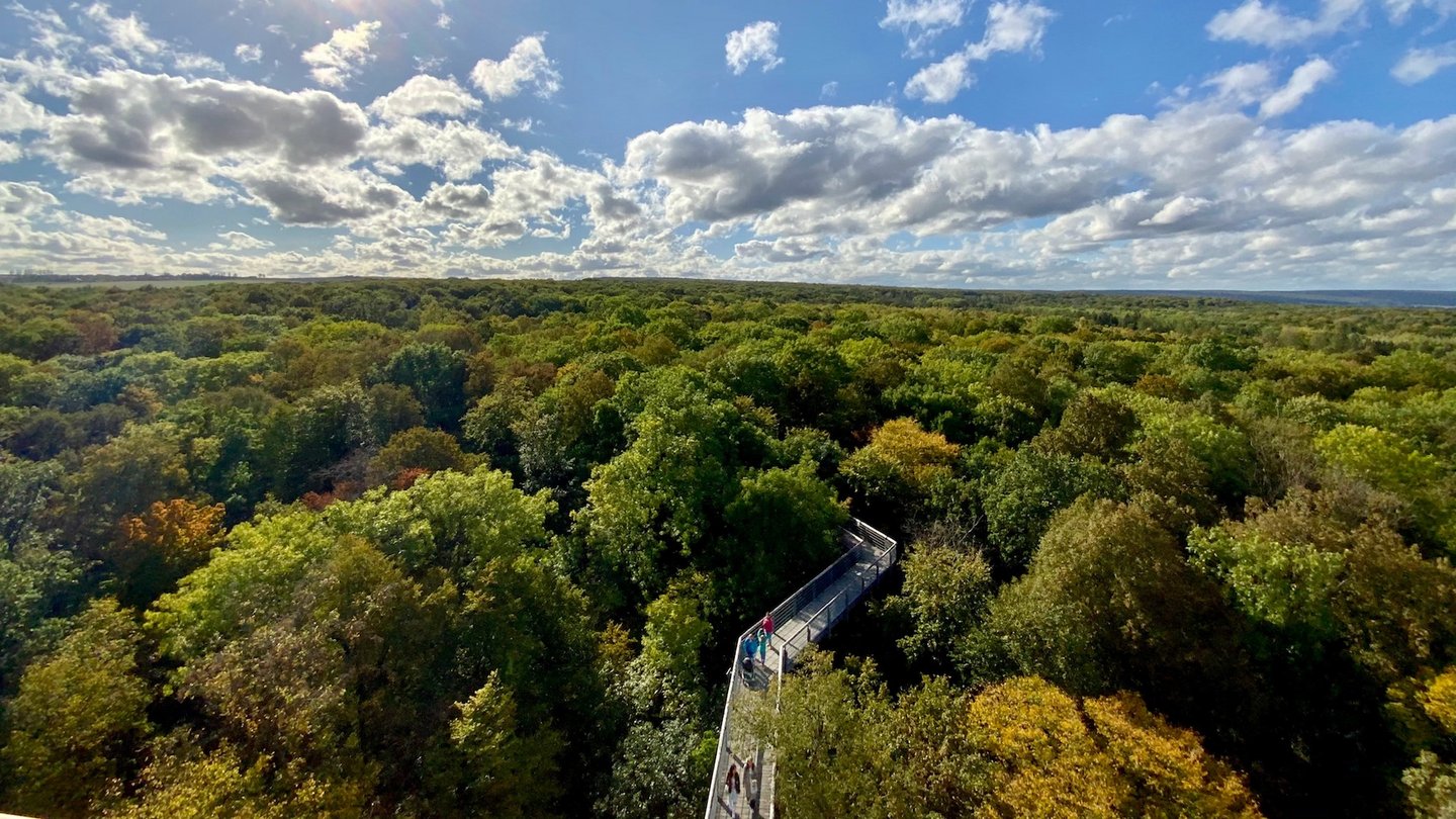 Das Bild zeigt den Nationalpark Hainich.