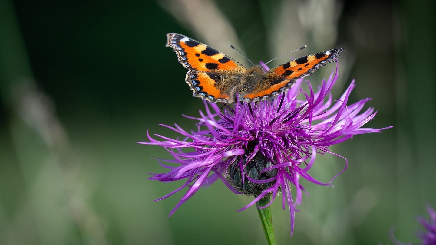 Das Foto zeigt einen Schmetterling an einer Flockenblume.