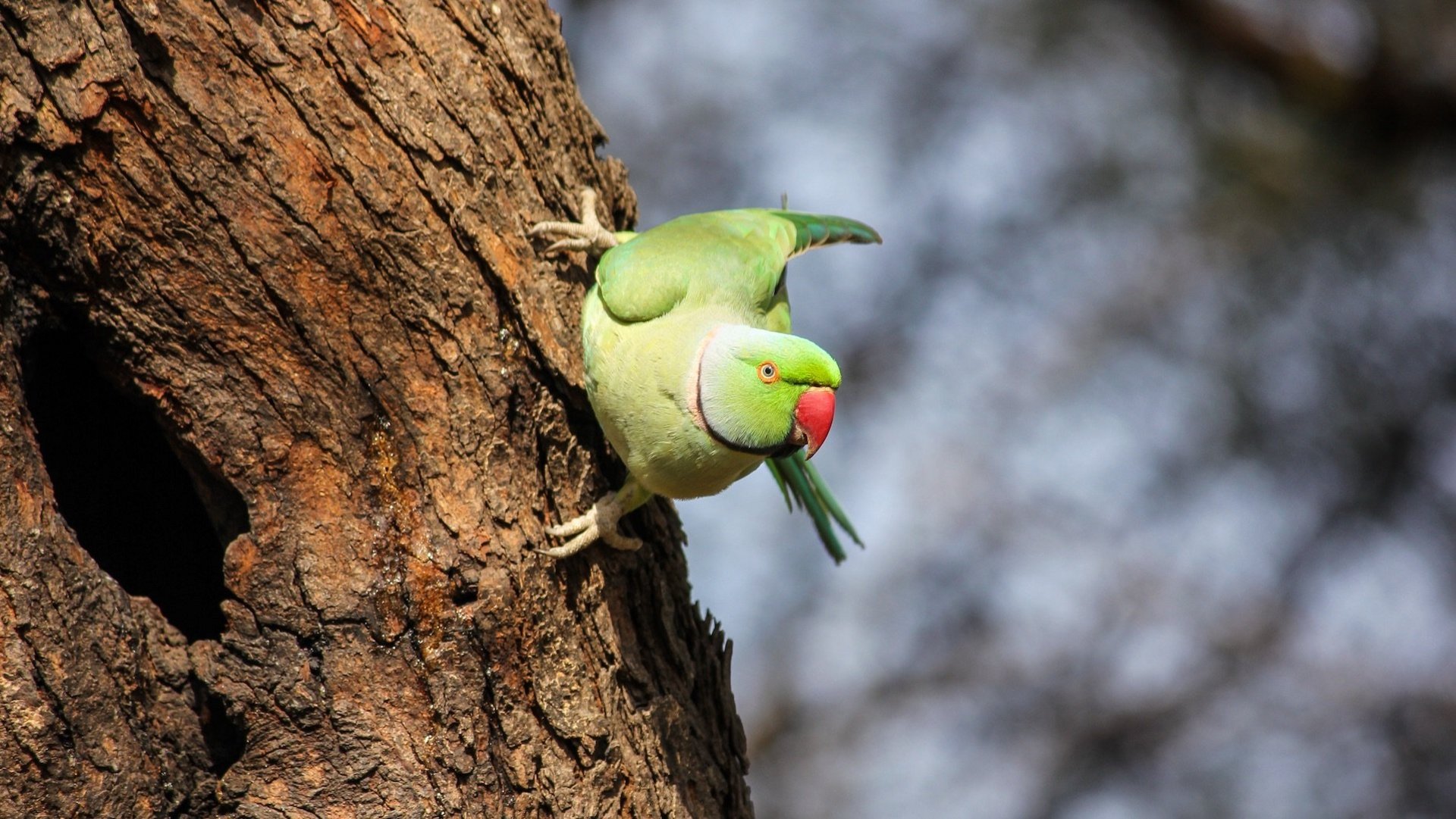 Das Bild zeigt einen grünen Halsbandsittich auf einem Baumstamm.