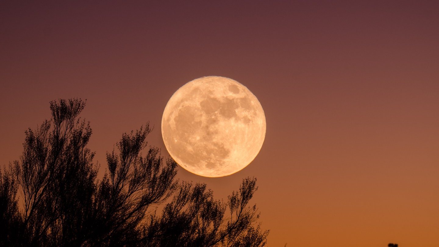 Das Foto zeigt den Supermond am Himmel vor dunklen Bäumen.