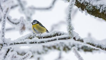 Das Foto zeigt eine Blaumeise auf einem schneebedeckten Ast.