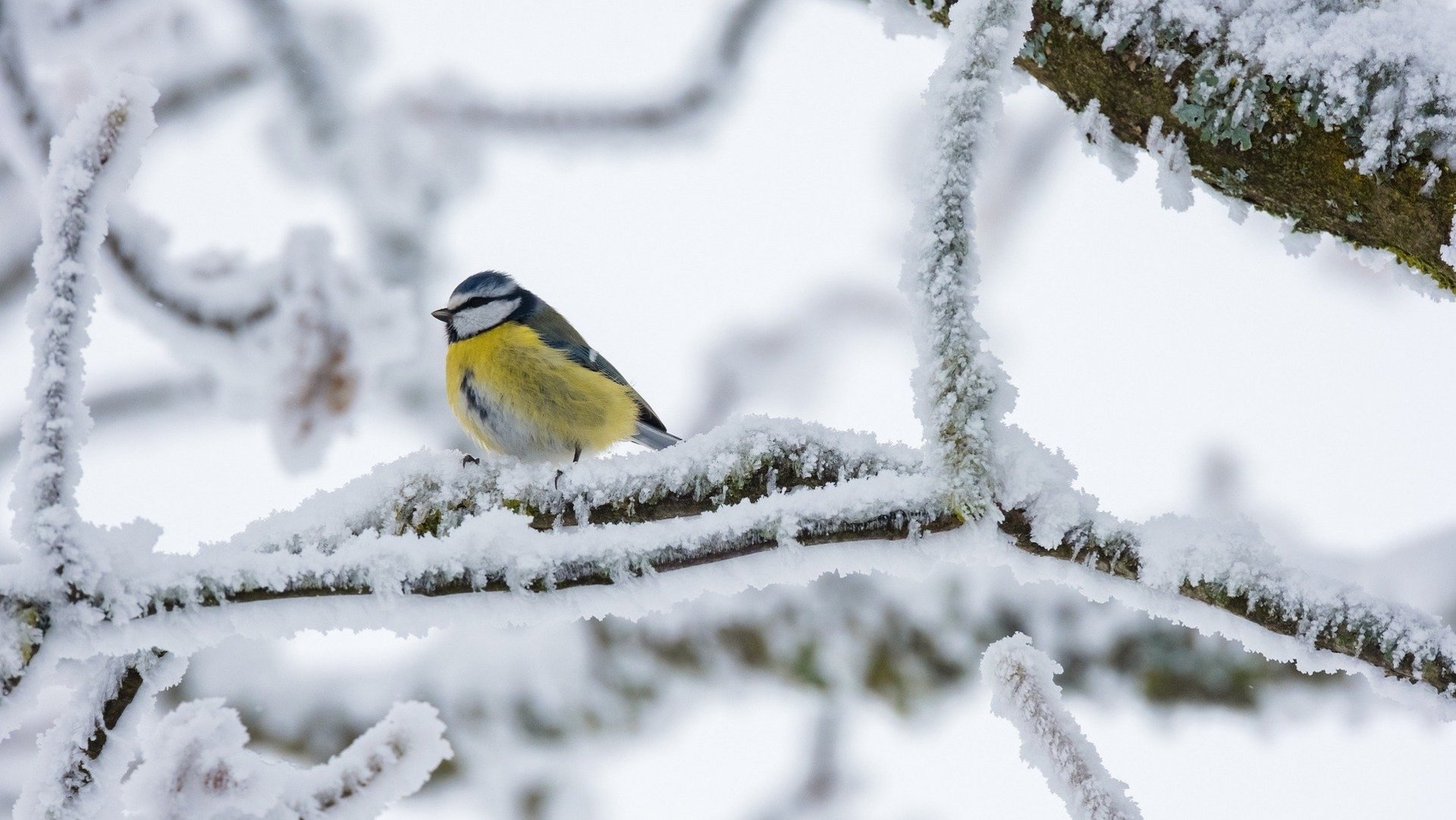 Das Foto zeigt eine Blaumeise auf einem schneebedeckten Ast.