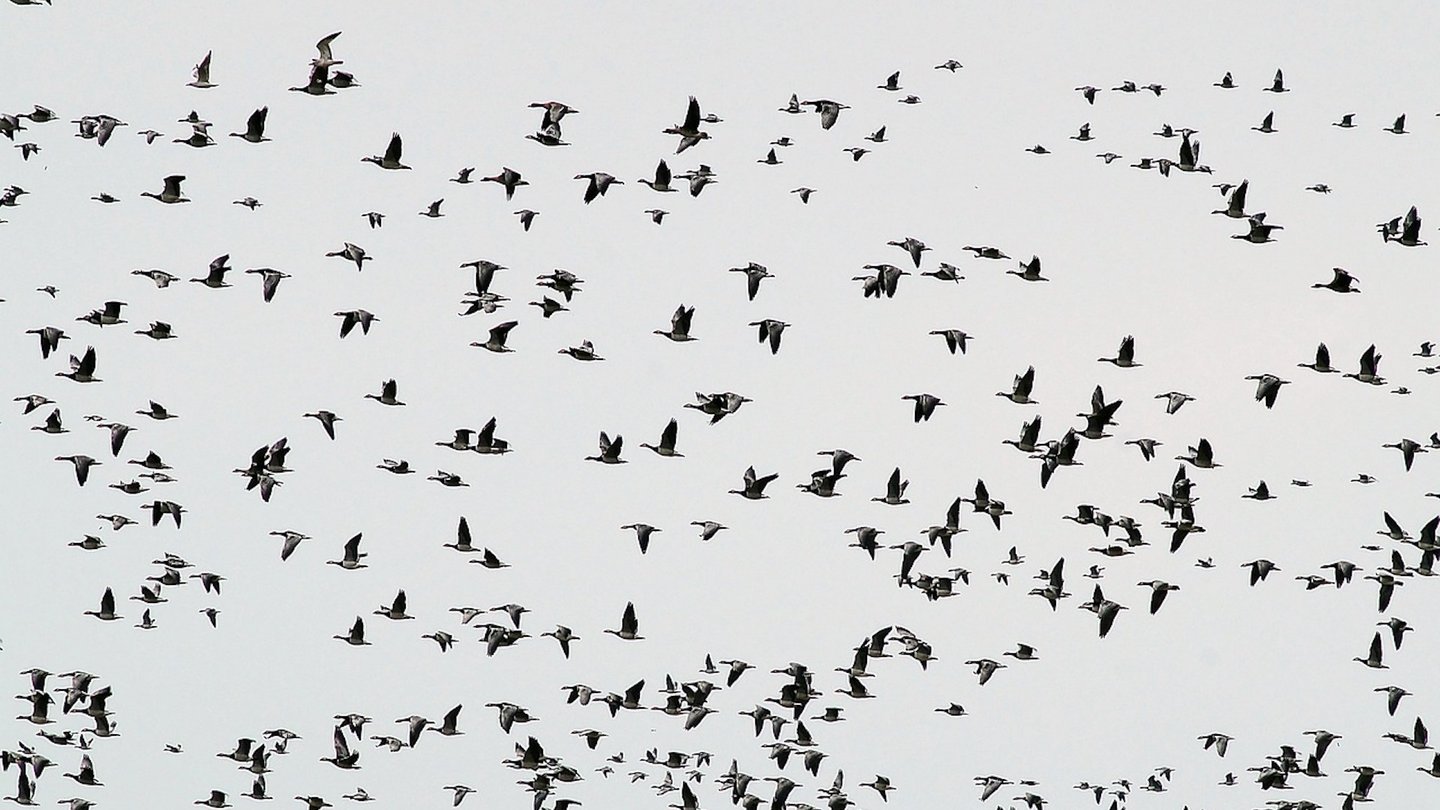 Das Foto zeigt fliegende Zugvögel.