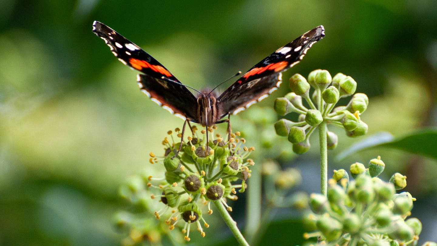 Das Bild zeigt einen Admiral Schmetterling, welcher an einer Blüte saugt.