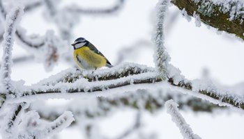 Eine Blaumeise im Winter.