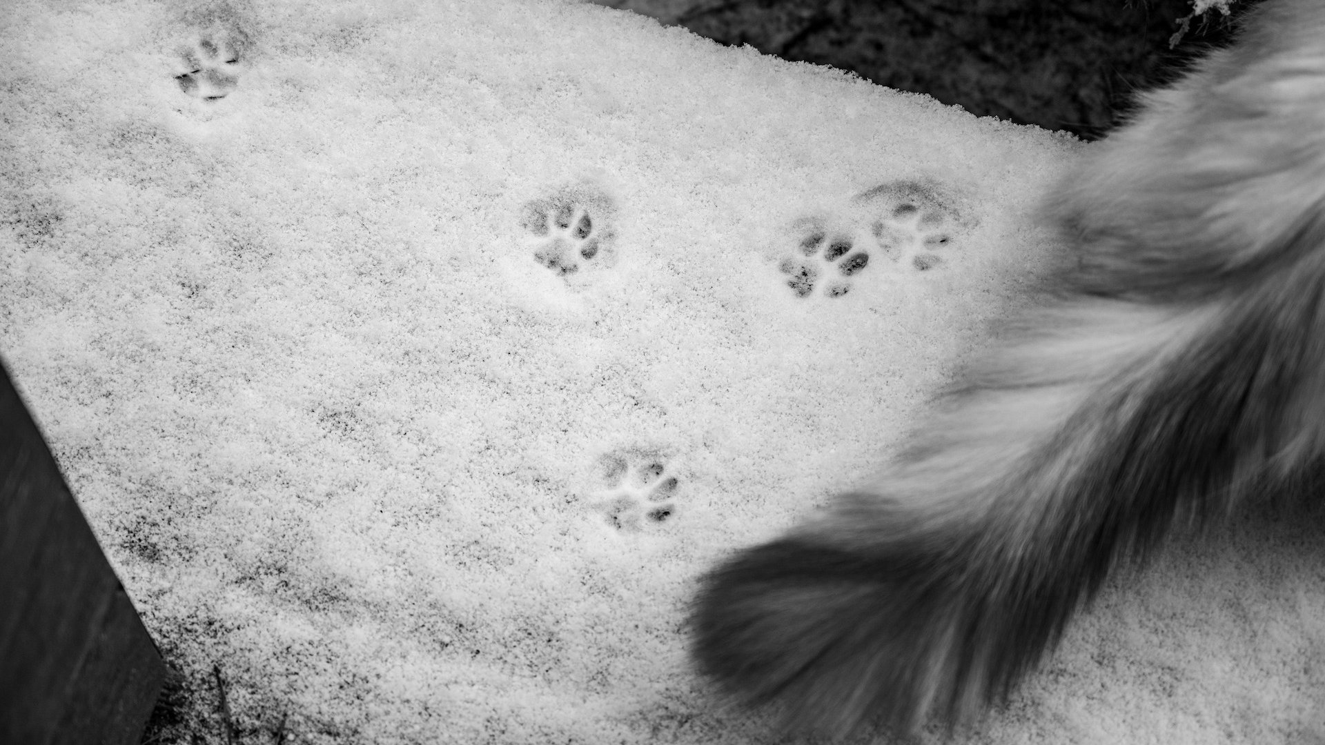 Trittsiegel einer Katze im Schnee.