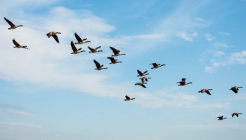 Das Bild zeigt einen Vogelzug am Himmel.