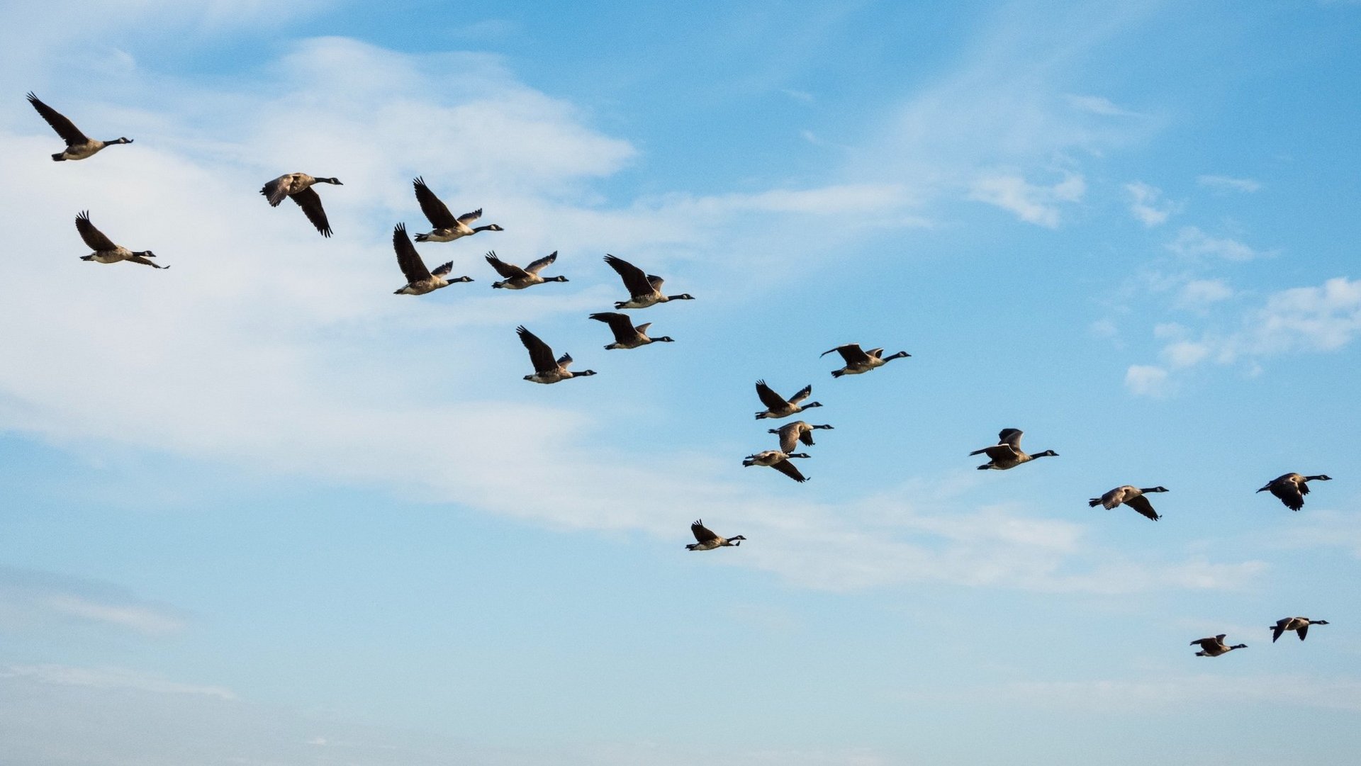 Das Bild zeigt einen Vogelzug am Himmel.