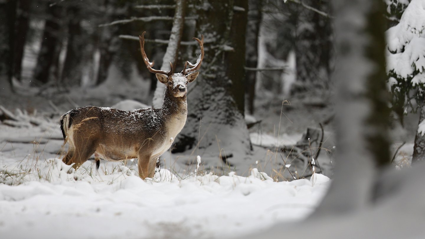 Das Foto zeigt ein Rentier in einem verschneiten Wald.
