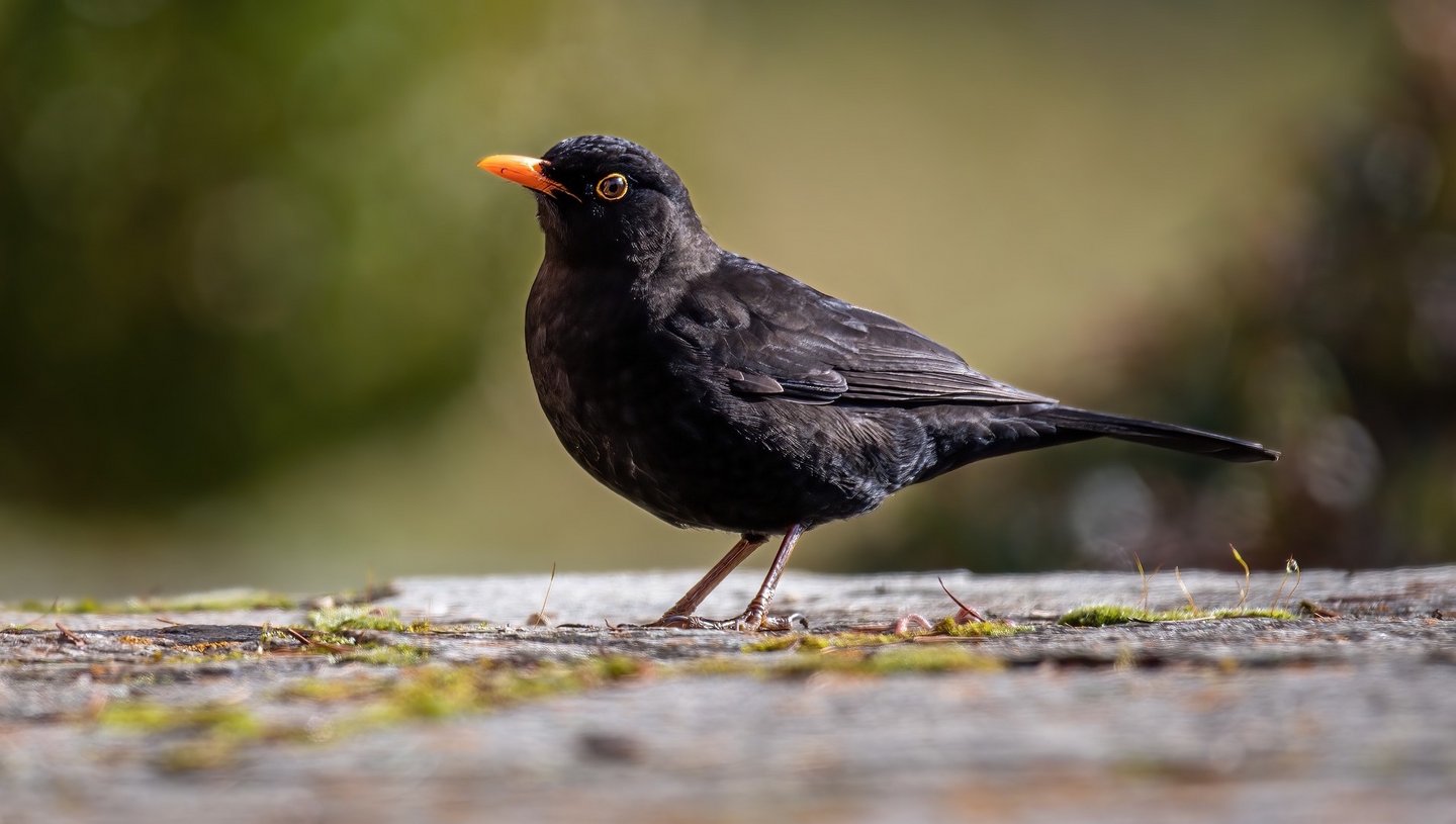 Das Bild zeigt eine Amsel auf Asphalt.