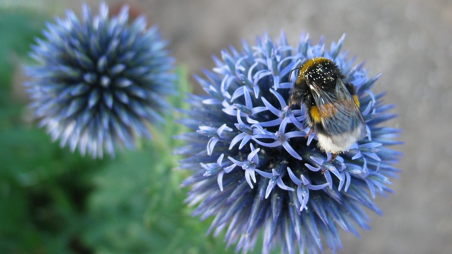 Das Foto zeigt eine Kummel auf einer blauen Kugeldistel.