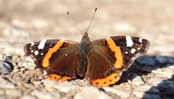Das Foto zeigt einen Admiral-Schmetterling mit geöffneten Flügeln auf einem Kiesboden sitzend.