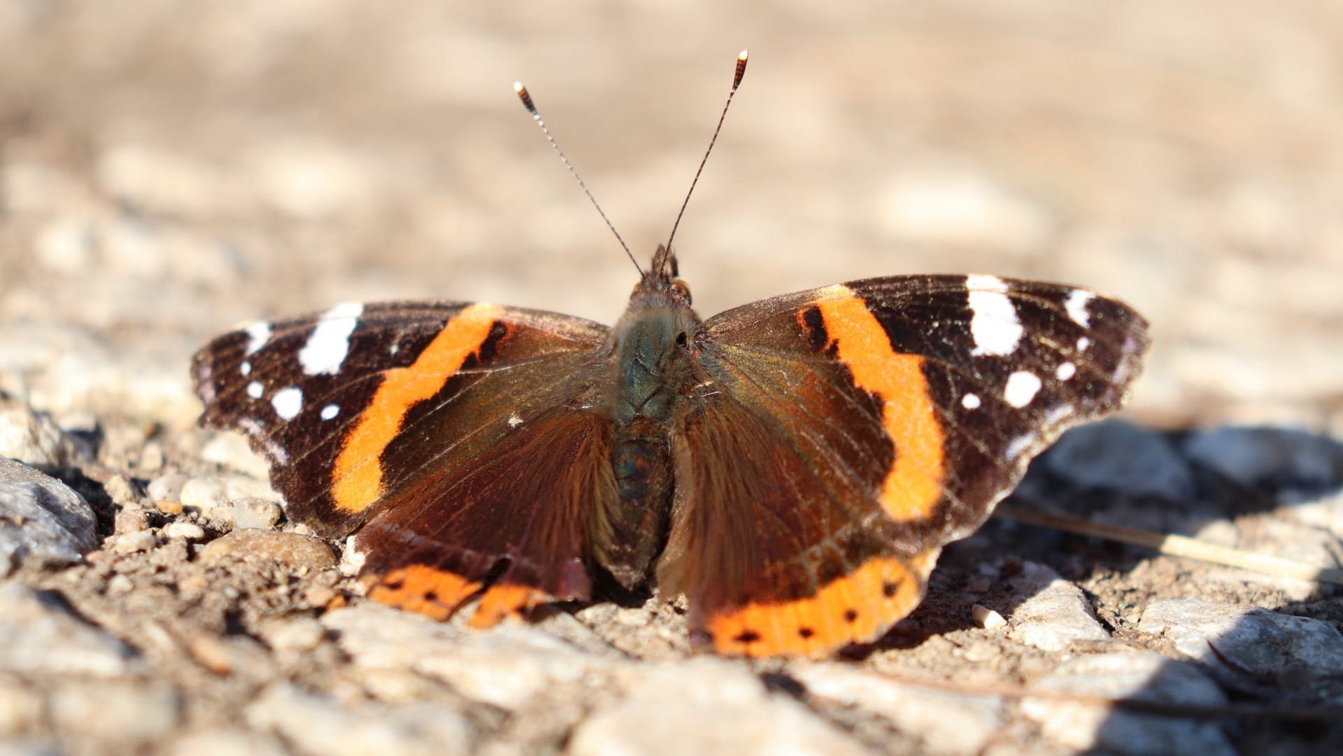 Das Foto zeigt einen Admiral-Schmetterling mit geöffneten Flügeln auf einem Kiesboden sitzend.