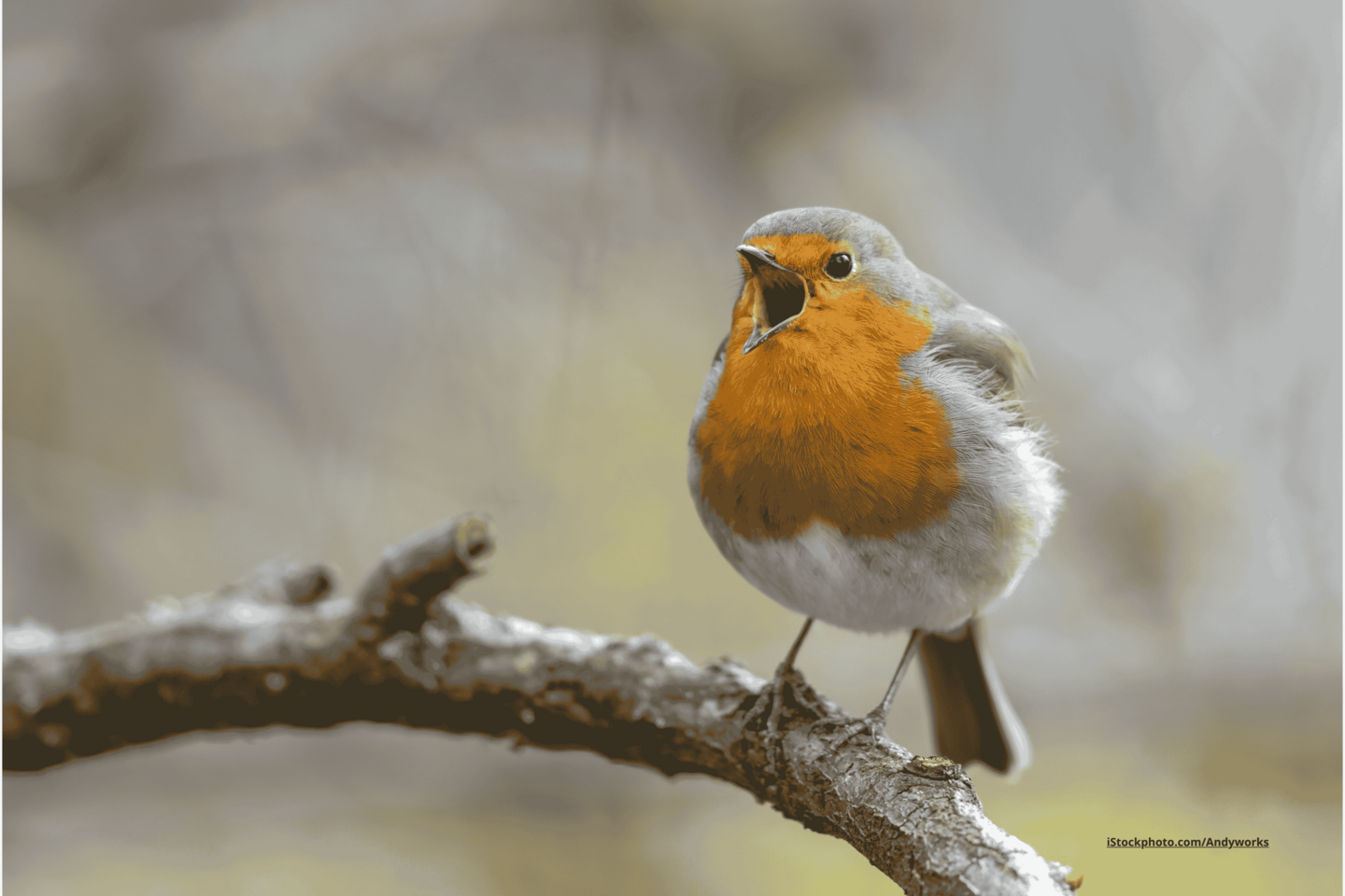 Das Foto zeigt ein Rotkehlchen, welches auf einem Ast sitzt.
