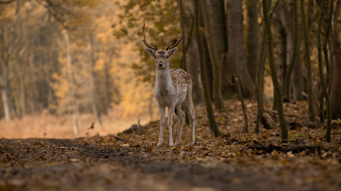 Das Foto zeigt einen Damhirsch im Wald.