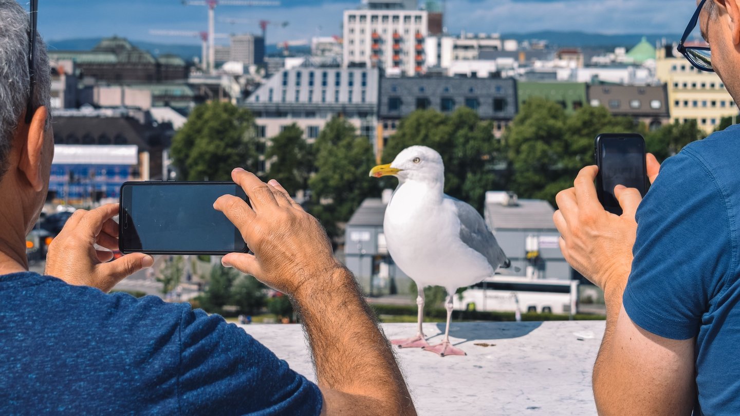 Das Bild zeigt zwei Männer, welche ihr Handy auf eine Möwe halten.