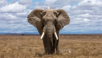 Afrikanischer Savannen-Elefant frontal auf Steppenlandschaft. Auf seinem Rücken sitzen zwei Vögel.