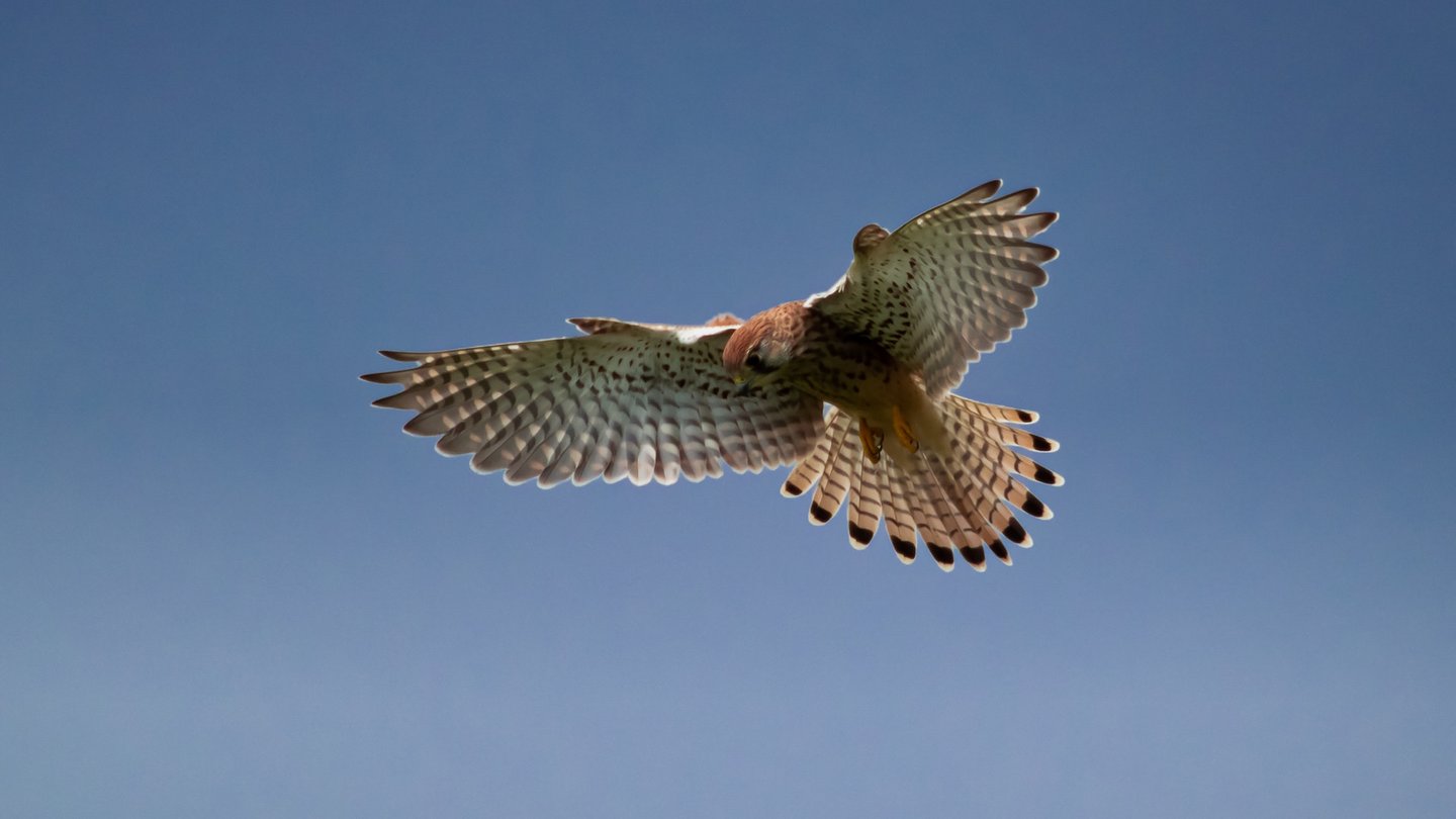 Das Bild zeigt einen Turmfalken beim Fliegen.