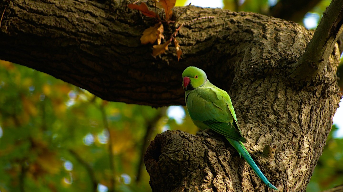 Das Bild zeigt einen grünen Halsbandsittich, welcher auf einem Baumstamm sitzt.