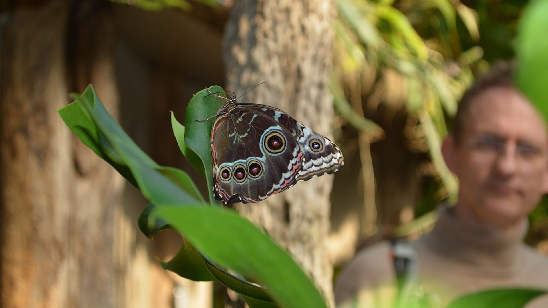 Das Foto zeigt eine Person, die auf einen Schmetterling blickt.