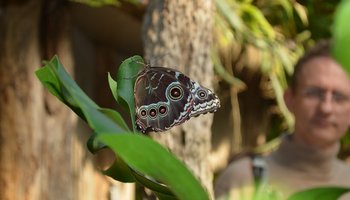 Das Foto zeigt eine Person, die auf einen Schmetterling blickt.