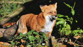 Das Bild zeigt einen Fuchs im Wald.