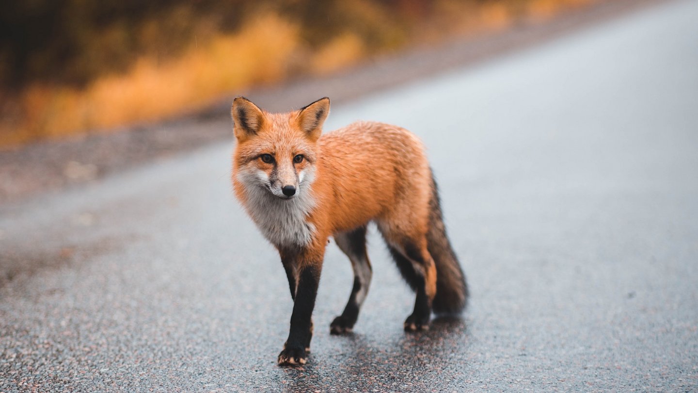 Das Bild zeigt einen Fuchs auf Asphalt.