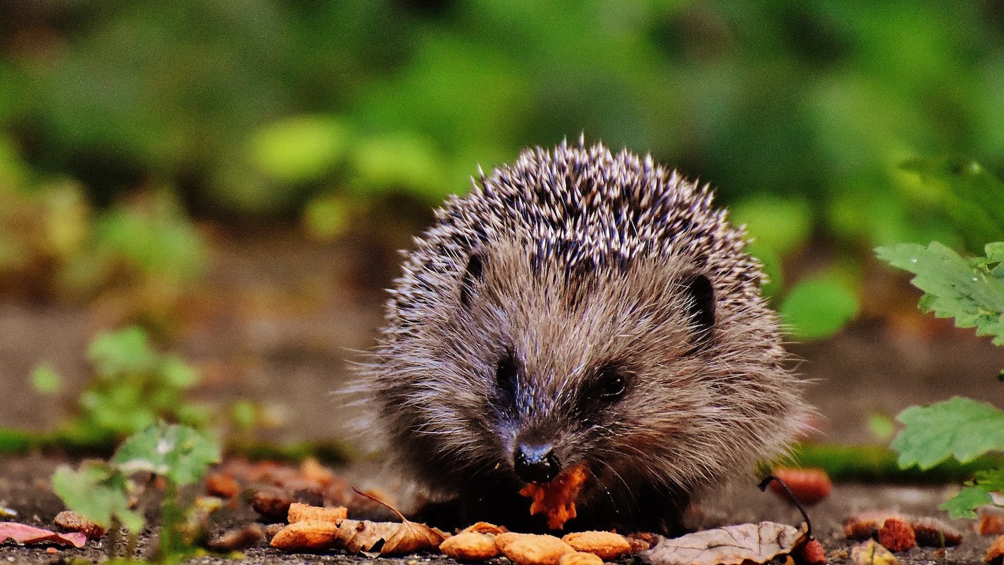 Das Bild zeigt einen Igel, welcher ein Blatt frisst.