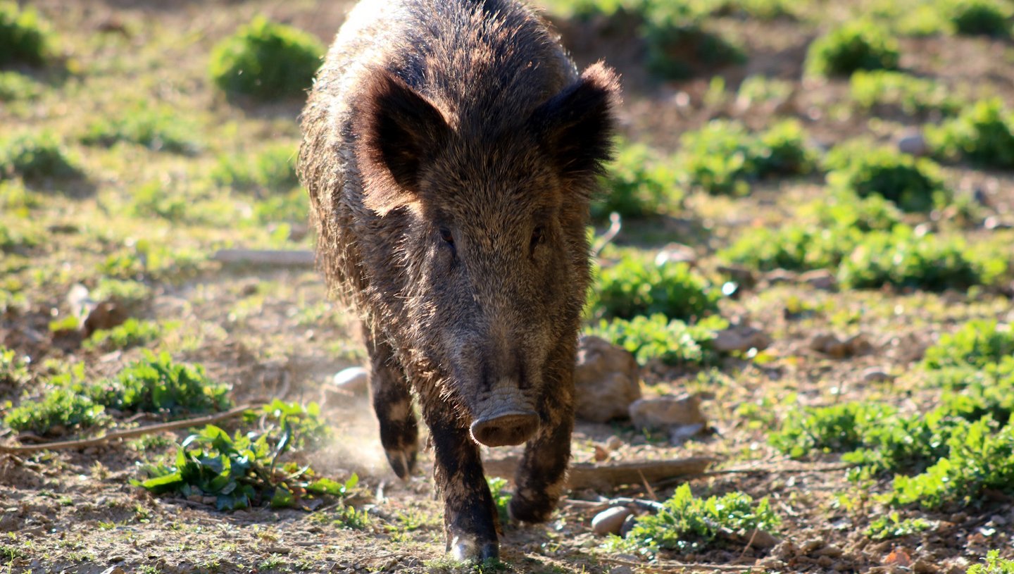 Das Bild zeigt ein Wildschwein.