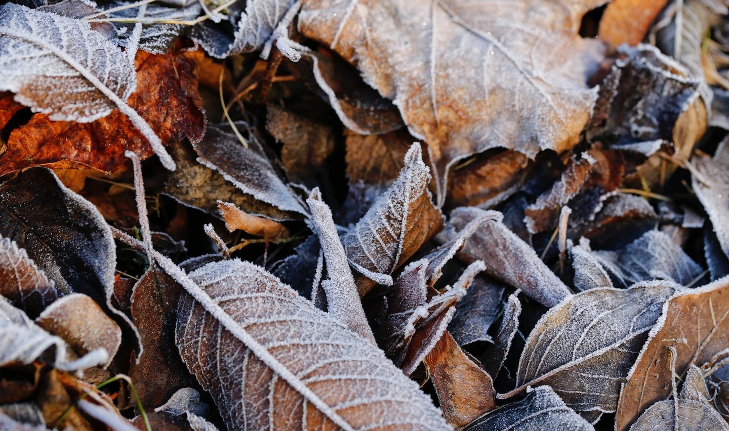 Das Foto zeigt Frost auf Herbstlaub.