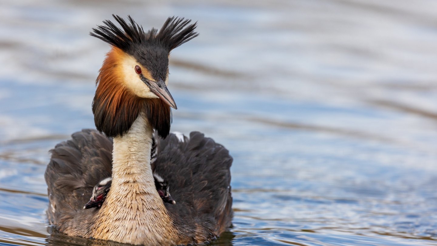 Das Bild zeigt einen Haubentaucher mit Küken auf dem Wasser.