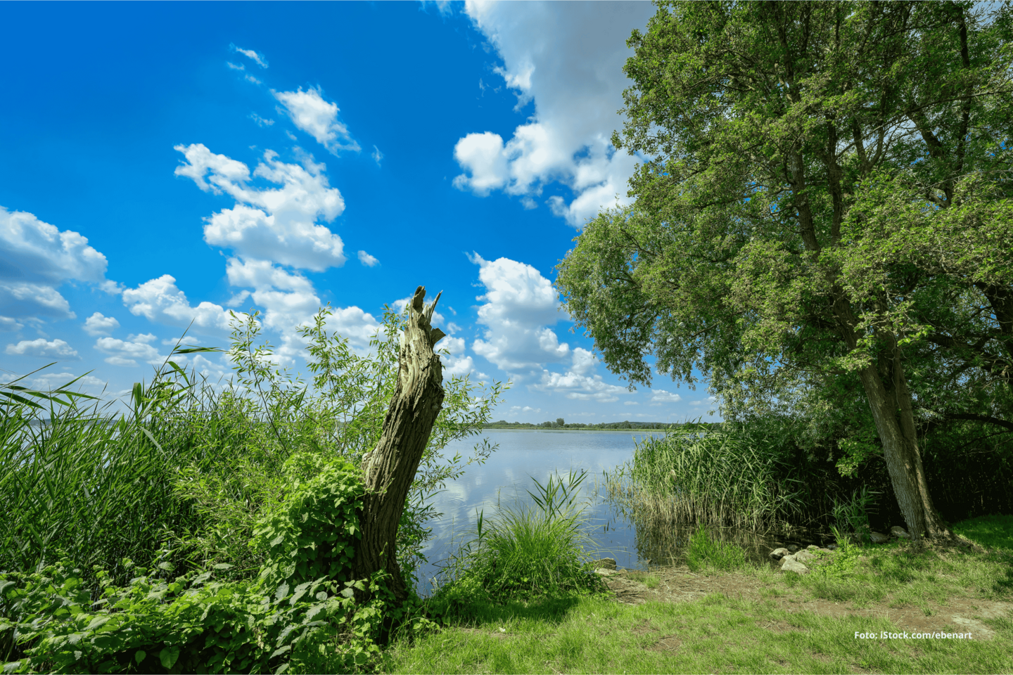 Das Foto zeigt das Ufer des Blankensees in Brandenburg bei Sonnenschein.