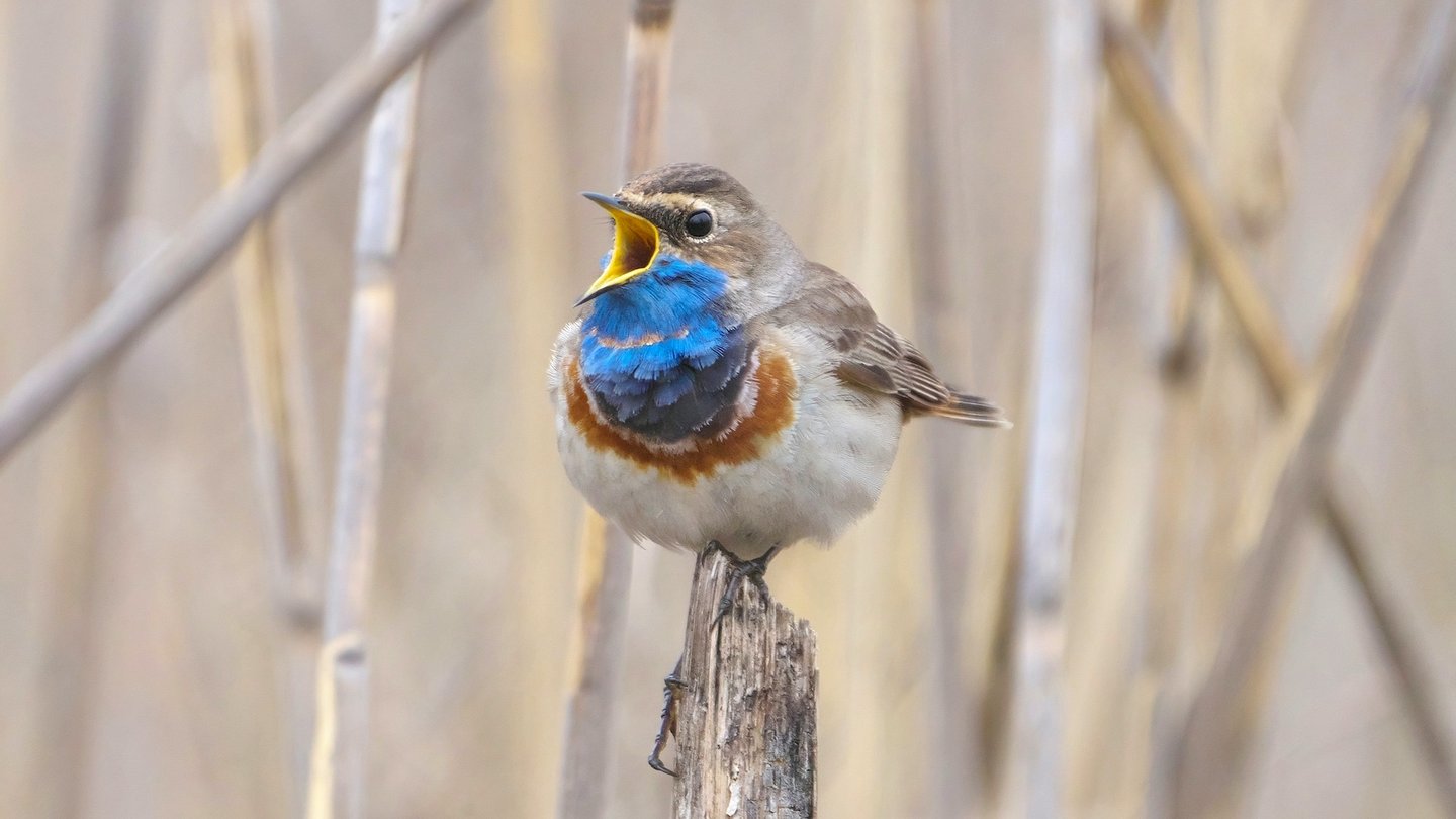 Das Bild zeigt ein zwitscherndes Blaukehlchen.