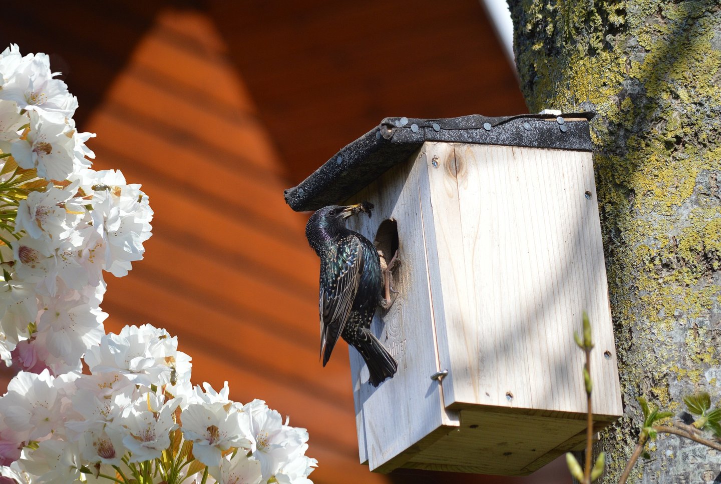 Das Foto zeigt einen Star am Vogelhaus.